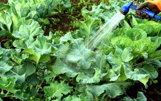 甘蓝属于哪个季节的蔬菜，一般在春季3-4月份收获