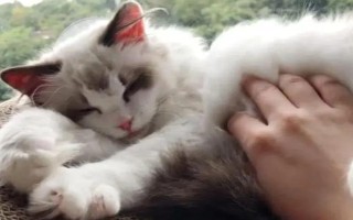 猫不亲近人怎么解决，首先要轻柔温婉地对待猫咪