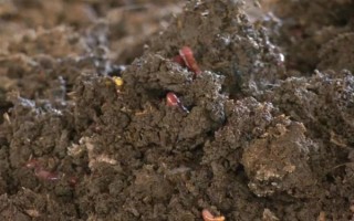 蚯蚓土怎么养花，可直接使用