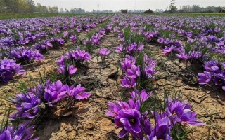 怎么种植藏红花，播种前结合耕翻施足底肥