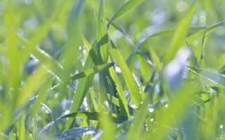 早上有露水可以打玉米除草剂吗,通常不建议