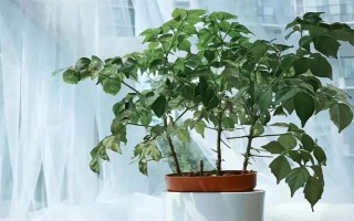 让幸福树安全过冬的方法，可将室温保持在10℃左右