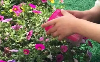 浇花用啤酒好不好，可增加养分并促进光合作用