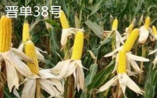 适合山西地区种植的高产玉米品种，推荐这6款