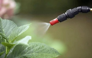 好听又有深意的植物，常见的有紫珠、玉簪、流苏等