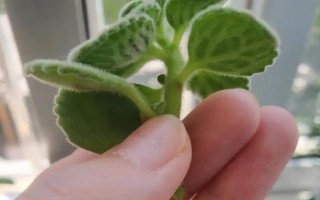 碰碰香插一片叶子能不能活，插一片叶子也可以活