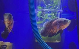 饲养地图鱼的要点,夏季每隔2-4天要换一次水