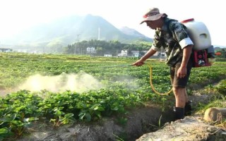大棚草莓为什么烂果,主要原因是田间积水、发生病害