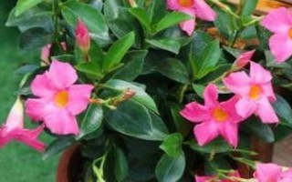 双腺藤如何养殖，春秋季可每隔2天浇一次水