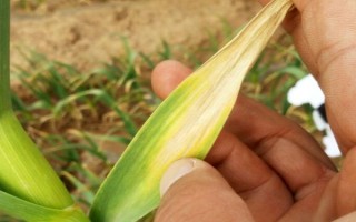 蒜苗叶尖干枯发黄的原因，可能是重茬栽种或缺乏营养所致