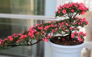 种植杜鹃花的要点，注意剪除细弱的枝条和过于繁茂的枝条