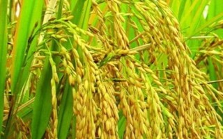 玖两优5208水稻品种的特性,全生育期116.5天