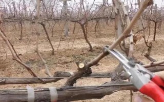 家庭种植的葡萄树怎么修剪，最好在冬季修剪