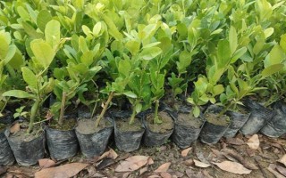 香水柠檬苗的价格，一棵需要3.6-5.9元左右