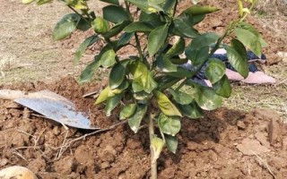 脐橙移栽的时间，春天和秋天都可以进行栽植