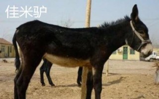野生驴的蹄子为何不长,原因是运动量大会产生磨损