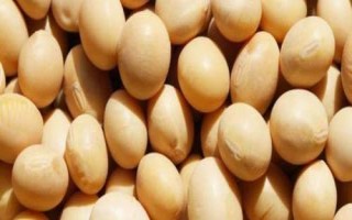 山宁24大豆品种的特性,5月中旬至6月中旬播种