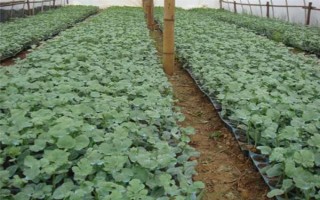 懒汉西瓜如何种植，种植前需浸种