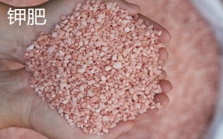 绿萝需要哪些肥料,以氮肥、钾肥、自制肥为宜