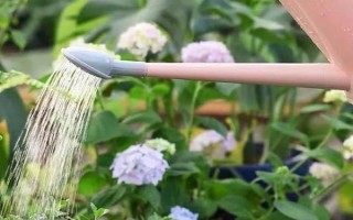 养花浇水要注意什么，等土壤干燥后再提供水分