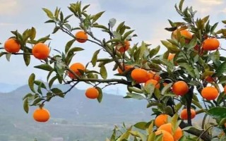 橘子生长在哪里，主要在长江中下游或长江以南地区