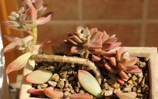 姬胧月叶子发软的原因及解决方式，可能是由于浇水过少导致的