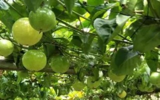 百香果不结果怎么办，需喷水降温或人工授粉等