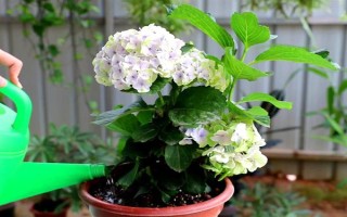 如何让绣球花多开花，将温度保持在20℃可促进花朵开放