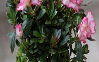 种植杜鹃花的要点，注意剪除细弱的枝条和过于繁茂的枝条