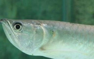 银龙鱼不吃东西的原因，可能是不适应新环境或水温过低等