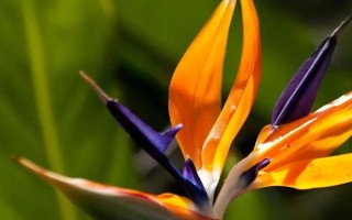 天堂鸟适合家养吗，适合养家里