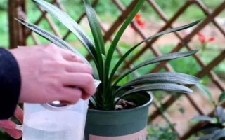 为什么要对君子兰浇啤酒，能起到加快新陈代谢、补充养分等作用