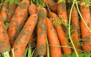 胡萝卜最佳种植时间,秋萝卜一般在7月下旬播种