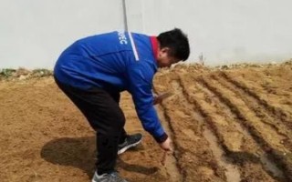 种植红豆的时间和方法，一般为每年5-6月份