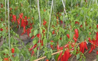 辣椒树枯萎如何处理，可采取浇水、遮阴等措施