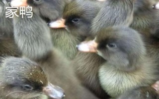 优质鸭苗品种介绍，品种众多各有特点