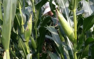 DF636玉米种子特征特性，全生育期灌水3-4次