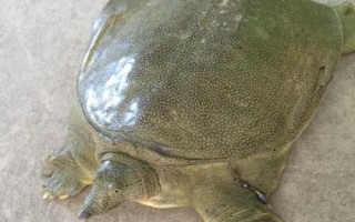 野生甲鱼怎么辨别，可以观察其爪子、底板和背部等