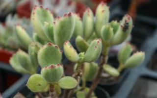 熊童子叶子发黄怎么处理，要适当控水并保证光照