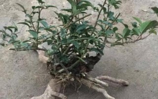 金樱子盆栽能结果吗，是可以结果的