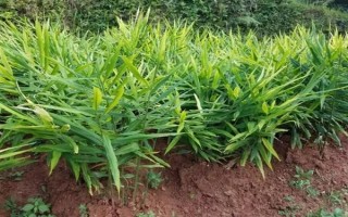 黄姜的价格，12元左右一斤