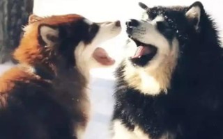 阿拉斯加雪橇犬的训练方法，使用特定语气加上手势动作可让它听话