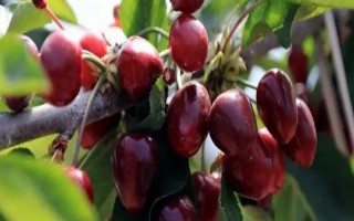 车厘子的种植环境介绍，可以在每年4-5月份进行种植