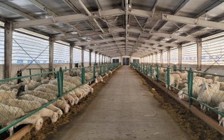 冬季养羊有哪些注意事项，要注意防寒保暖