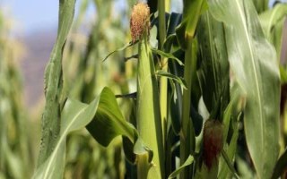 金来318玉米种子简介，中抗茎腐病