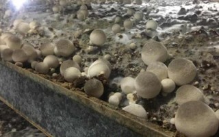 如何挑选草菇菌种,提前栽培则为优质高产者