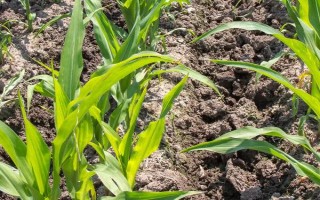 华试919玉米种子简介，每亩3200株为宜