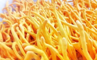 干虫草花浸泡的时长,需要浸泡10分钟左右