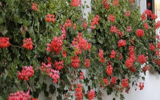 哪些花卉适合夏季种植，包含飘香藤、三角梅等品种