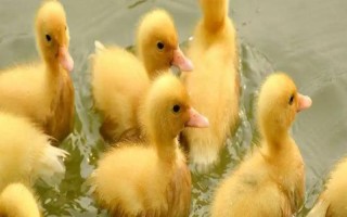 鸭子喜欢在笼子里生活吗,鸭子喜欢在水里活动而不是在笼子里生活